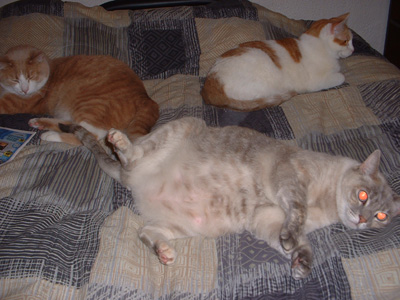 Three Cats